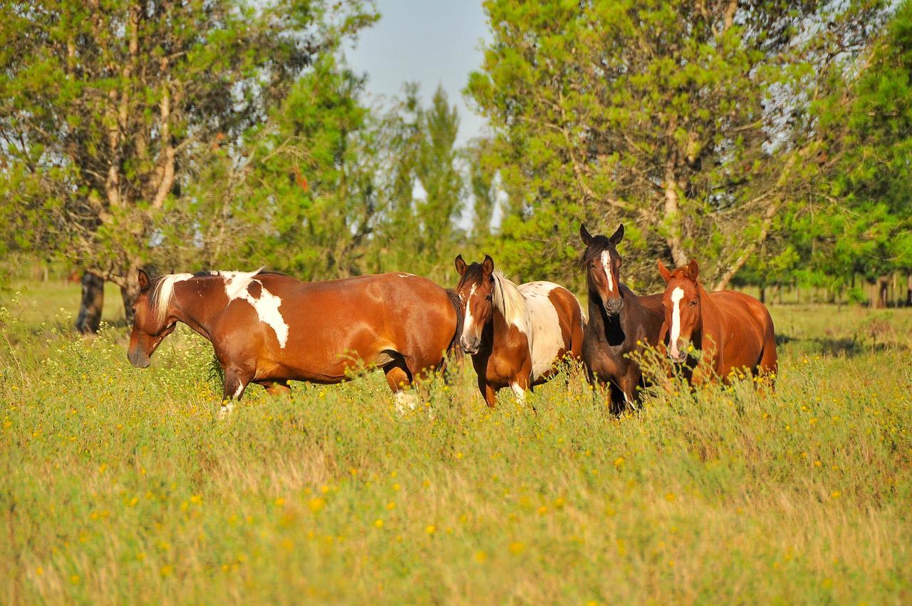 Los Vagones De Areco San Antonio de Areco Ngoại thất bức ảnh